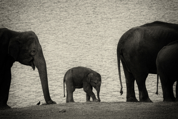 Travel, Window or Aisle, Elephants, Arati Rao