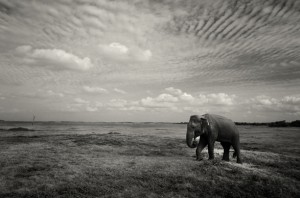 Travel, Window or Aisle, Elephants, Arati Rao
